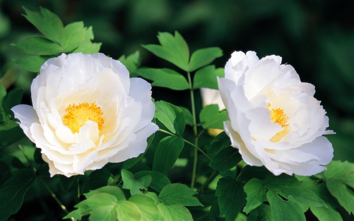 fleurs fond d'écran Widescreen close-up (7) #8