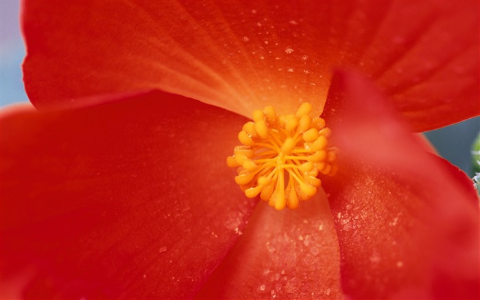 fleurs fond d'écran Widescreen close-up (7) #9