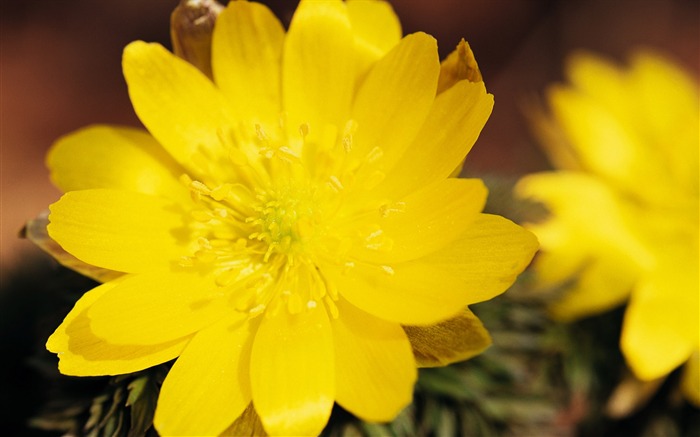 fleurs fond d'écran Widescreen close-up (7) #10