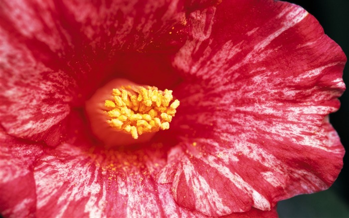 Širokoúhlý tapety květiny close-up (7) #11