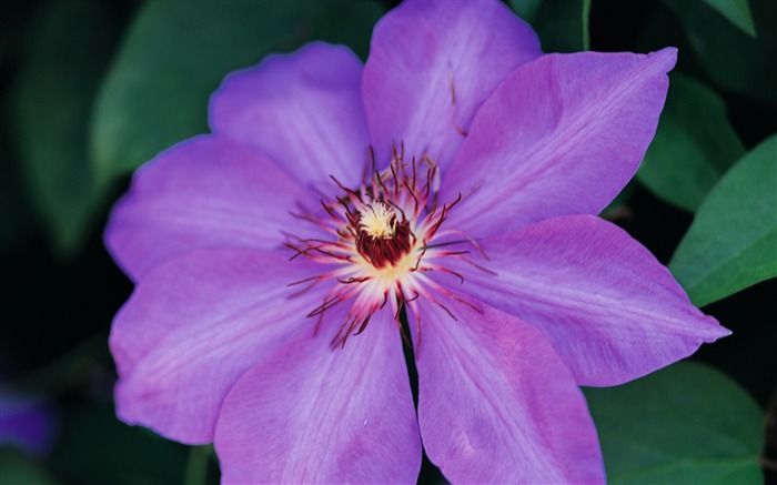 fleurs fond d'écran Widescreen close-up (7) #12