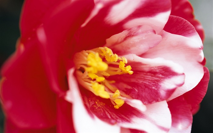 fleurs fond d'écran Widescreen close-up (7) #13