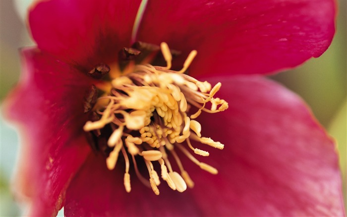 fleurs fond d'écran Widescreen close-up (7) #15