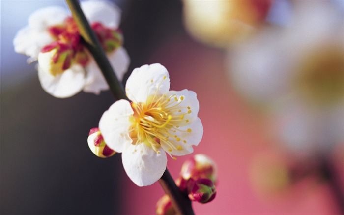 fleurs fond d'écran Widescreen close-up (7) #17