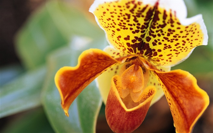 fleurs fond d'écran Widescreen close-up (7) #18