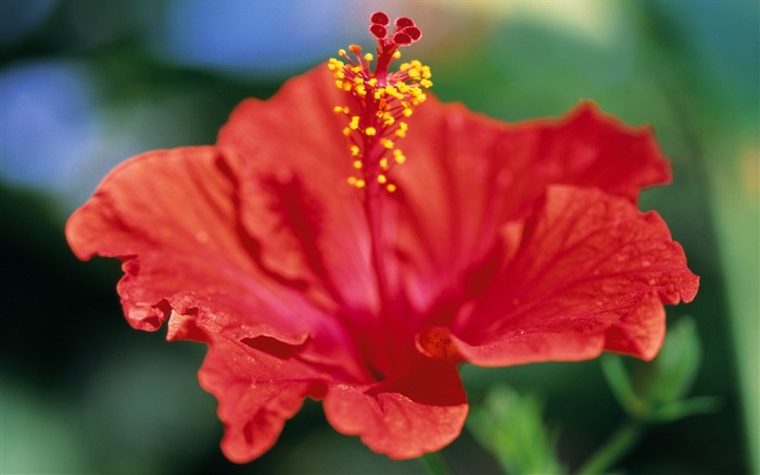 fleurs fond d'écran Widescreen close-up (7) #20