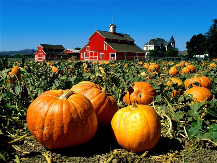 Fonds d'écran thème de l'Halloween (1) #17