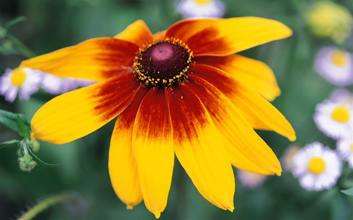 fleurs fond d'écran Widescreen close-up (8) #1