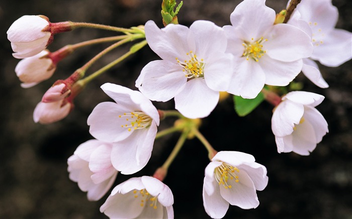 Widescreen wallpaper flowers close-up (8) #2