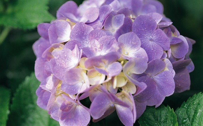 fleurs fond d'écran Widescreen close-up (8) #4