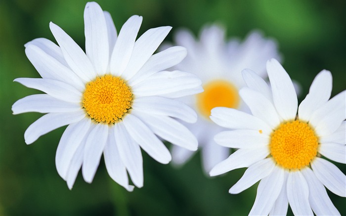 ワイドスクリーンの壁紙の花に近い(8)を開く #10