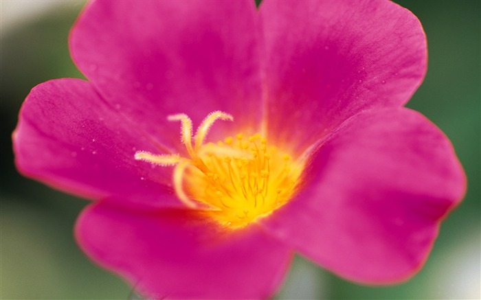 fleurs fond d'écran Widescreen close-up (8) #12