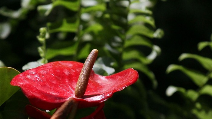 Macro flower market (west works) #12