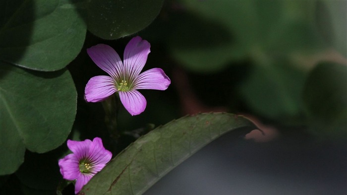 Macro Blumenmarkt (West Werke) #13