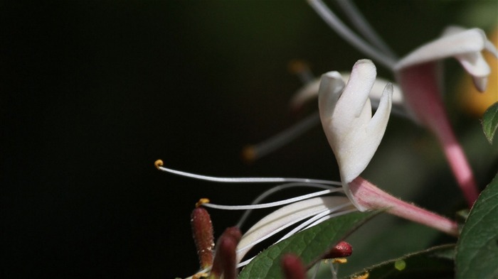 Macro flower market (west works) #14