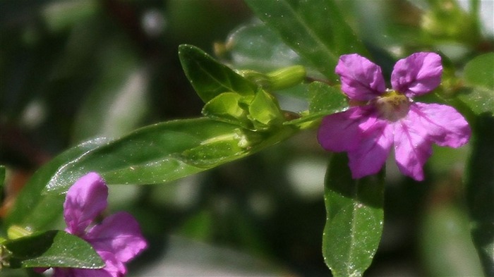 Macro flower market (west works) #16