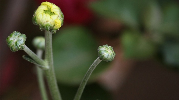 Macro flower market (west works) #17