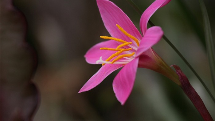 Macro flower market (west works) #19