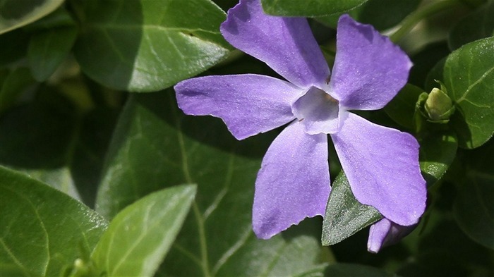 Macro Blumenmarkt (West Werke) #27