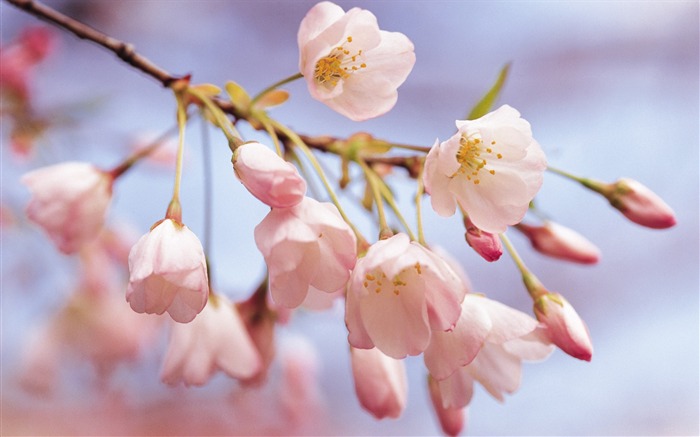 fleurs fond d'écran Widescreen close-up (9) #3