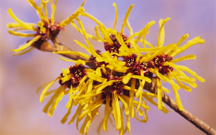 fleurs fond d'écran Widescreen close-up (9) #15