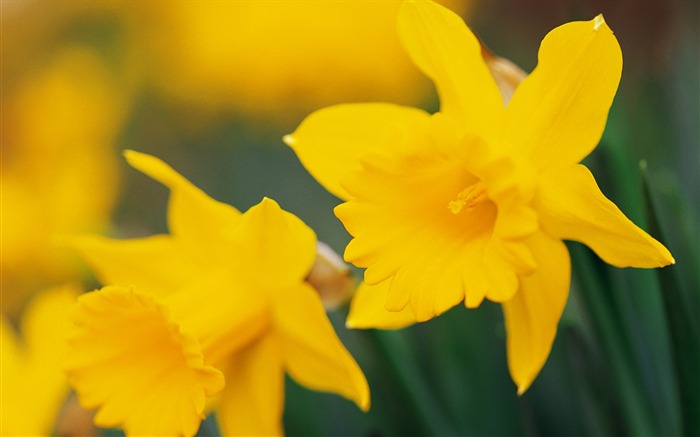 fleurs fond d'écran Widescreen close-up (9) #17