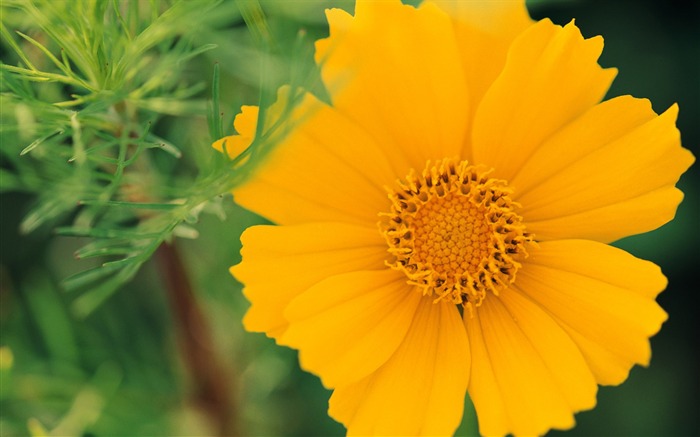 fleurs fond d'écran Widescreen close-up (10) #3