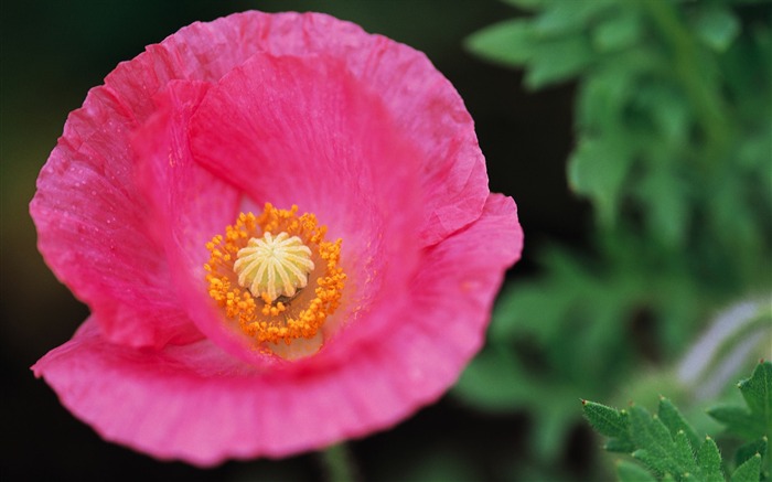 fleurs fond d'écran Widescreen close-up (10) #10