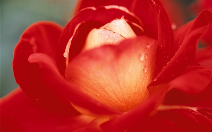 fleurs fond d'écran Widescreen close-up (10) #13