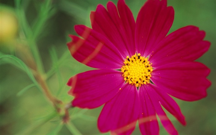 fleurs fond d'écran Widescreen close-up (10) #17