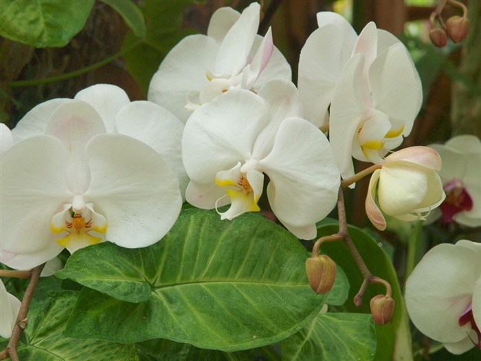 Phalaenopsis (dawenwei Werke) #3