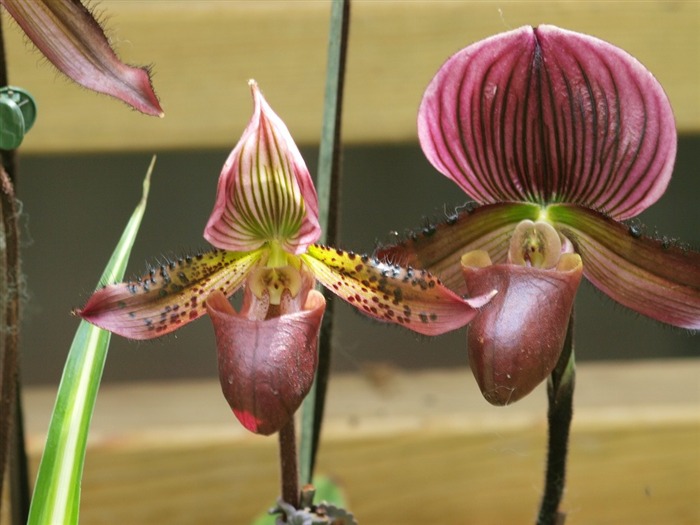 Phalaenopsis (dawenwei Werke) #10