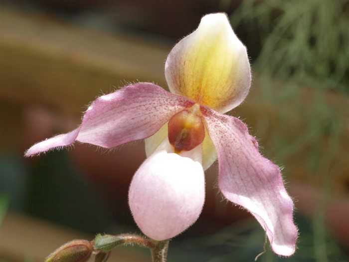 Phalaenopsis (dawenwei Werke) #11