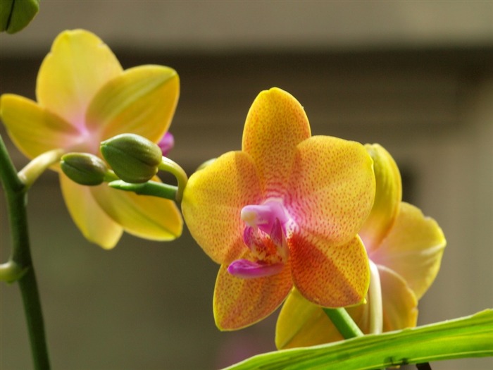 Phalaenopsis (obras dawenwei) #16