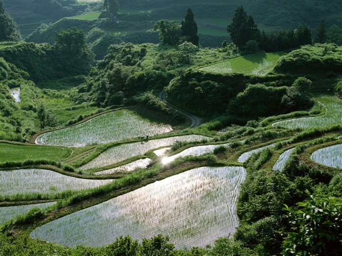 田间写真壁纸13