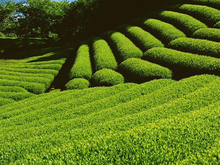 Campo de fondo de pantalla de fotos #14