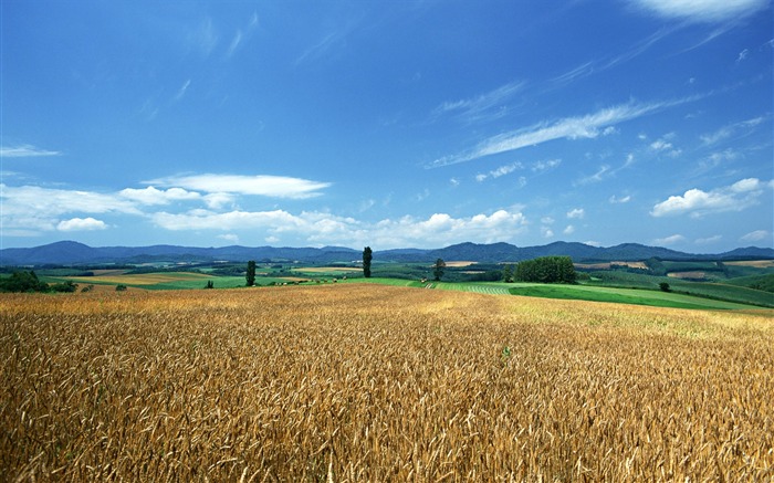 Tao Heung Shakes the Barley Bildschirmhintergründen #1