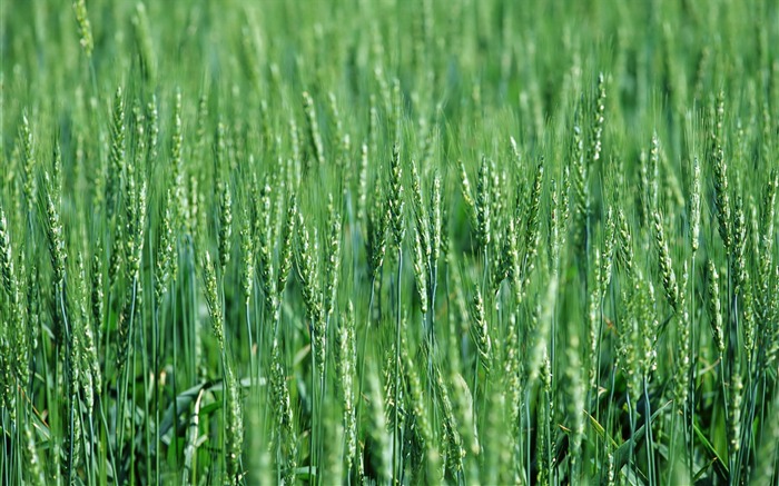 Tao Heung Shakes the Barley écran Fond d'écran #3