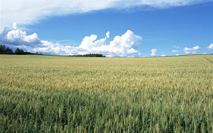 Tao Heung Shakes the Barley Bildschirmhintergründen #5