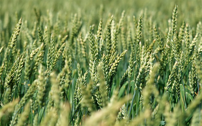 Tao Heung Shakes the Barley écran Fond d'écran #6