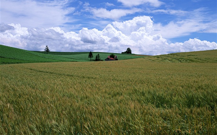 Tao Heung Shakes the Barley Bildschirmhintergründen #7