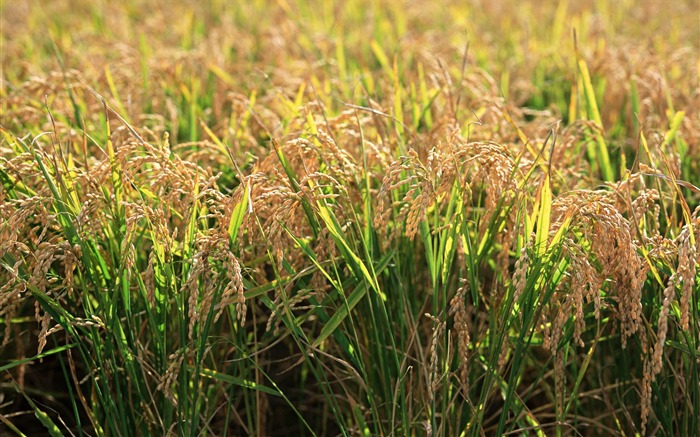 Tao Heung Shakes the Barley Bildschirmhintergründen #8