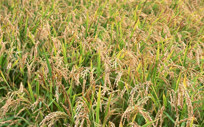 Tao Heung Shakes the Barley écran Fond d'écran #9