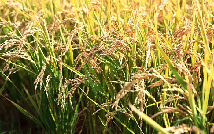 Tao Heung Shakes the Barley écran Fond d'écran #10