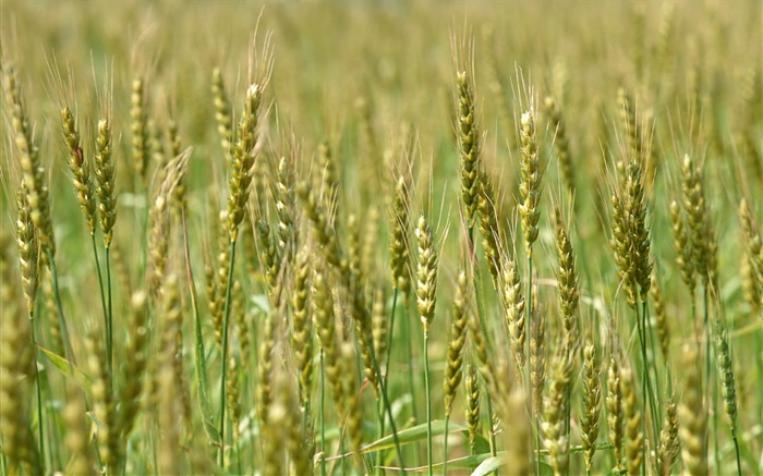 Tao Heung Shakes the Barley Bildschirmhintergründen #11