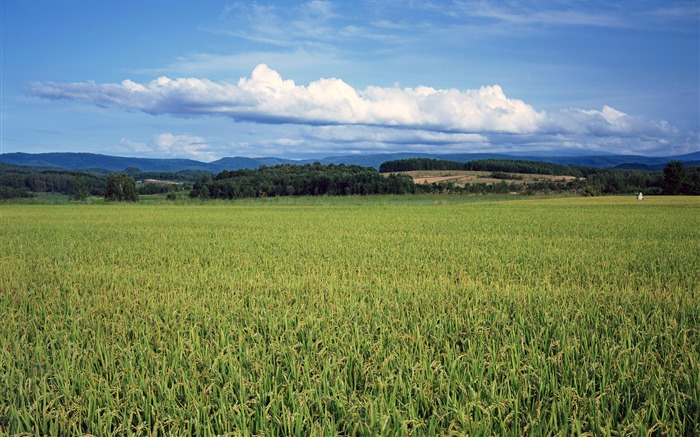 Tao Heung Shakes the Barley Bildschirmhintergründen #13