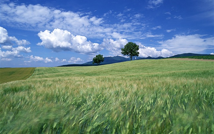 Tao Heung Shakes the Barley Bildschirmhintergründen #14