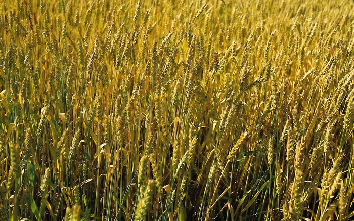 Tao Heung Shakes the Barley écran Fond d'écran #15