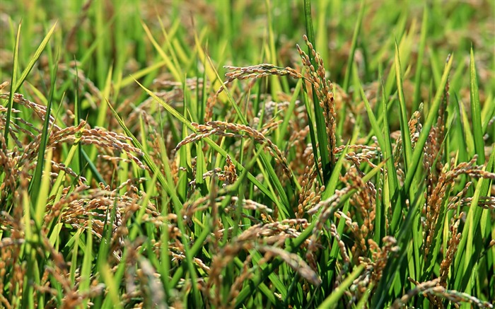 Tao Heung Shakes the Barley Bildschirmhintergründen #16