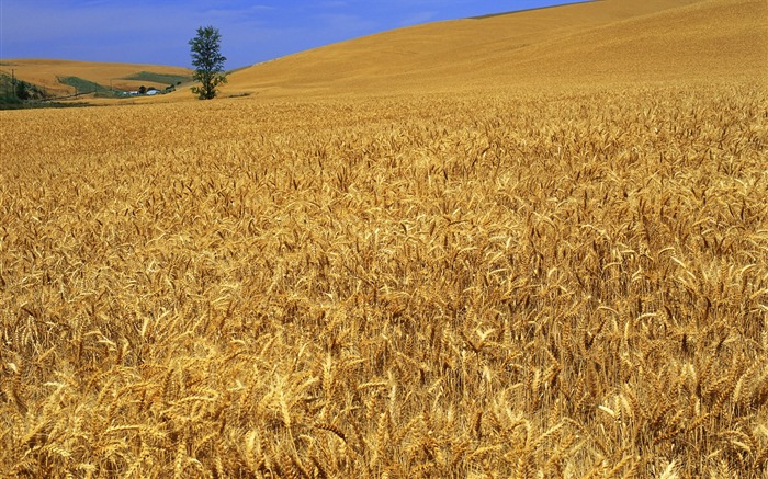 Tao Heung Shakes the Barley Bildschirmhintergründen #17